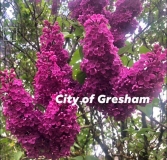 City_of_Gresham_2021_HKG_BHH