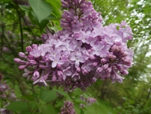 Clara_Cochet_201906_RBG_MLD