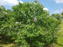 Clara_20170518_HP_MLD_1
