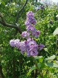 Clara_20170518_HP_MLD_3