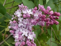 Clara_201906_RBG_MLD