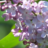 Clara_2019_LM_CF