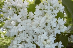 Clarke's Double White