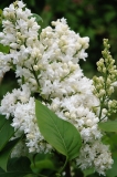 Clarkes_Double_White_Denmark_OH