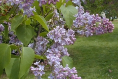 Coerulea Superba