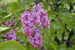 Col. Wm. R. Plum
