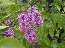 Col._Wm._R._Plum_2003_HP_MM__DM_1