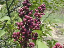 Col._Wm._R._Plum_2003_HP_MM__DM_2
