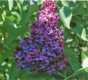 Col._Wm._R._Plum_2011_England_CC
