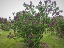 Col._Wm._R._Plum_201906_MBG_MLD_1