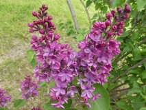 Col._Wm._R._Plum_201906_MBG_MLD_2