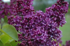 Col._Wm_R._Plum_Denmark_OH