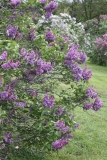 Col._Wm_R_Plum_2013_HP_TP_10