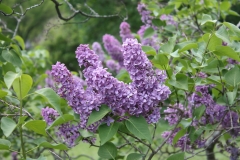 Col._Wm_R_Plum_2013_HP_TP_11