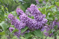 Col._Wm_R_Plum_2013_HP_TP_12