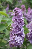 Col._Wm_R_Plum_2013_HP_TP_13