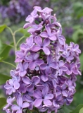 Col._Wm_R_Plum_2013_HP_TP_14