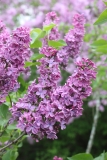 Col._Wm_R_Plum_2013_HP_TP_2