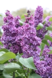 Col._Wm_R_Plum_2013_HP_TP_3