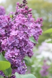 Col._Wm_R_Plum_2013_HP_TP_4