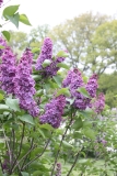 Col._Wm_R_Plum_2013_HP_TP_5