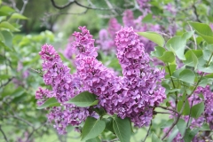 Col._Wm_R_Plum_2013_HP_TP_6