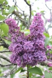 Col._Wm_R_Plum_2013_HP_TP_7