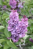 Col._Wm_R_Plum_2013_HP_TP_8