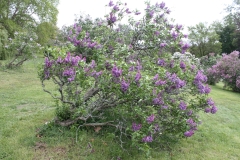 Col._Wm_R_Plum_2013_HP_TP_9
