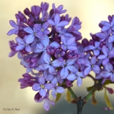 Col_Wm_R._Plum_2019_LM_CF