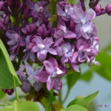 Colbert_2019_LM_CF