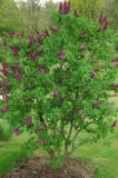 Colbert_ZB_1