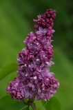 Colbert_ZB_2