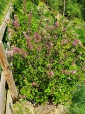 Colbys_Wishing_Star_20200510_MLD_MLD
