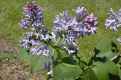 Colmariensis