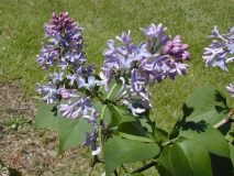 Colmariensis_2003_HP_MM__DM_1