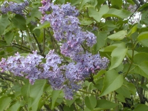 Colmariensis_2003_HP_MM__DM_2