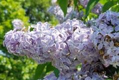 Colmariensis_20170518_HP_MLD_4