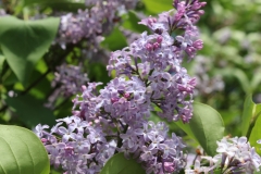 Colmariensis_2018_HP_NS