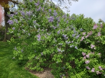 Colmariensis_20210428_NYBG_MLD_1
