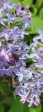 Colmariensis_20210428_NYBG_MLD_2