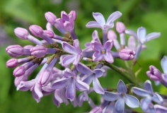 Colmariensis_20210428_NYBG_MLD_3