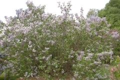 Colmariensis_ZB_1