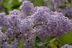 Colmariensis_ZB_2
