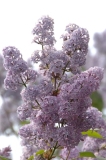 Colmariensis_ZB_3