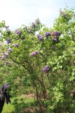 Comte_Adrien_de_Montebello_2014_Brooklyn_BG_TP_3