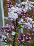 Comte_Horace_de_Choiseul_20210427_BLBG_MLD_2
