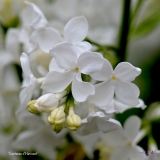 Comtesse_dHarcourt_2019_LM_CF