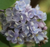 Condorcet_BLBG_TP_2