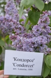 Condorcet_Europe_201905_Russia_SS
